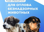 Куда обращаться для отлова безнадзорных животных?.